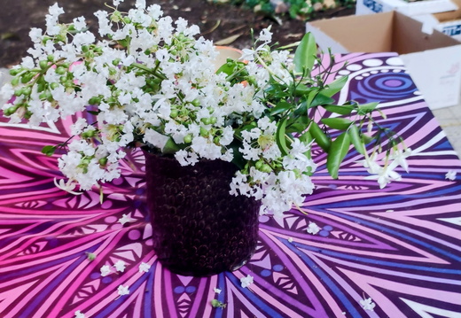 IMG 20250619 181427~2