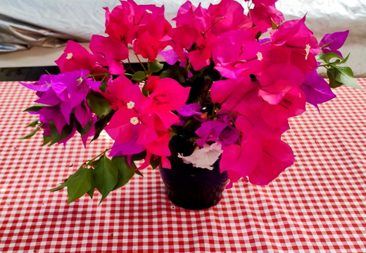 IMG 20250831 130947~2